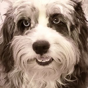 Meet your Posher, Crissie